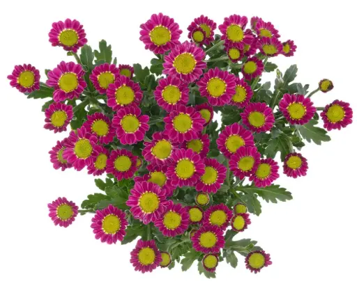 Iconfetti Pink Nebula 