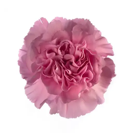 LG Carnations Lilac Prinz 