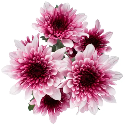  Chrysanthemums Purple/White Lovato