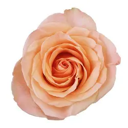 40cm Roses Light Peach Tiffany