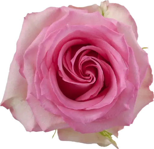 50cm Roses Medium Pink Sweet Unique 