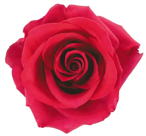 50cm Roses Hot Pink Paris