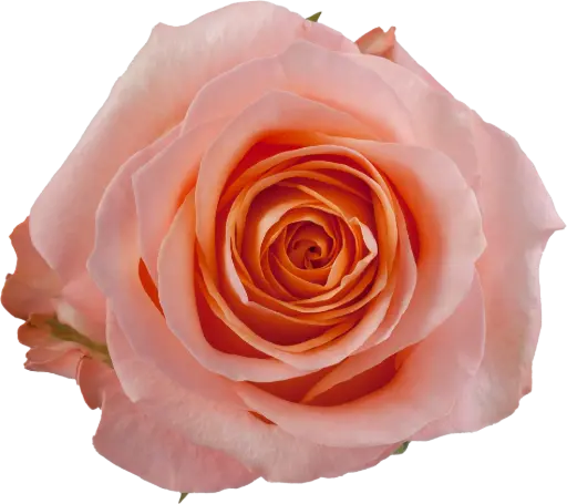 40cm Roses Peach Coral Reef