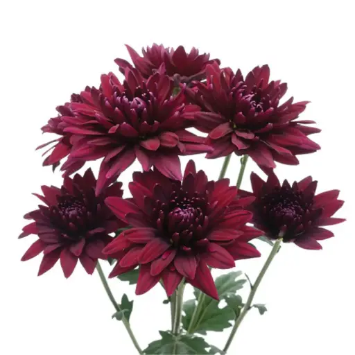 Chrysanthemums Burgundy Cabaret
