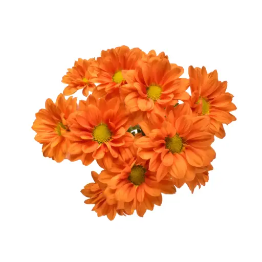 Daisies Orange Harley