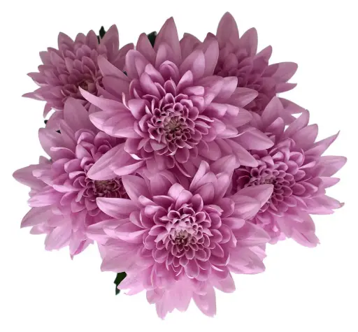 Chrysanthemums Lavender All Star