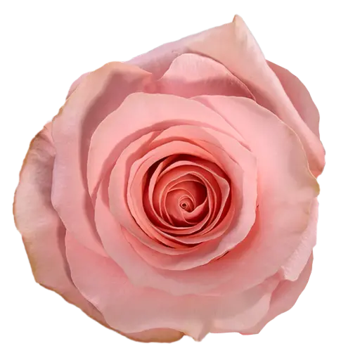 40cm Roses Soft Pink Be Sweet 