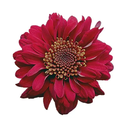 Chrysanthemums Red Novelty Motow
