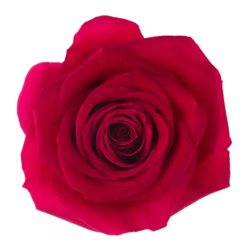 40cm Roses Hot Pink Grace Kelly