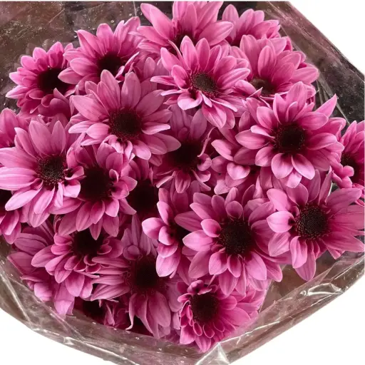 Chrysanthemums Lavender Pink Amaze Dark