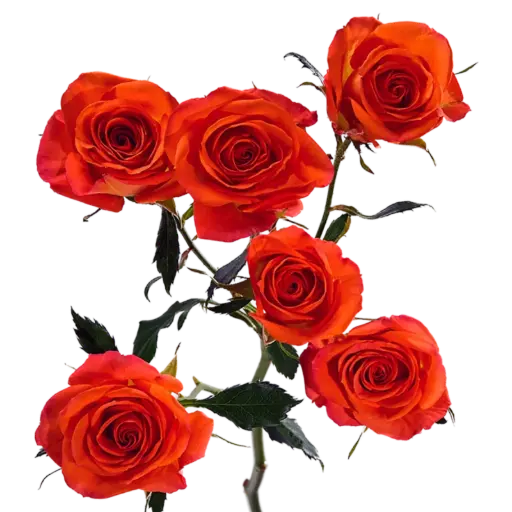 Spray Roses Bright Orange Taurus