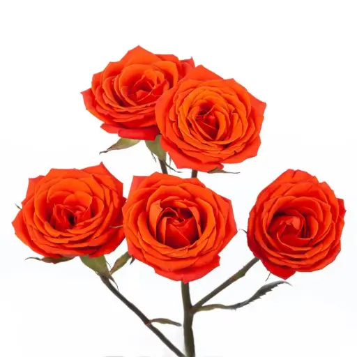 Spray Roses Orange Lava Sensation