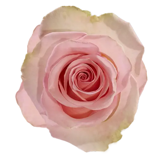 50cm Roses Light Pink Blessing