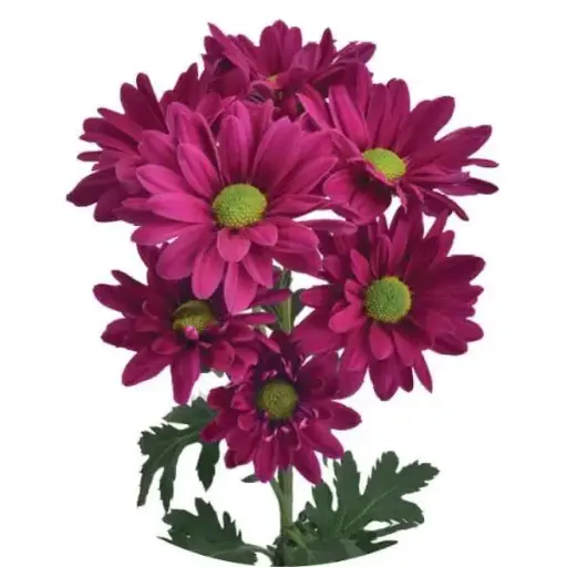 Daisies Purple Can Can 