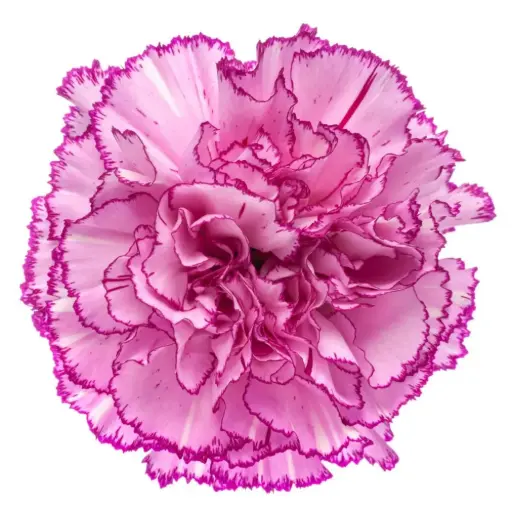 LG Carnations Lilac/Purple Boheme 