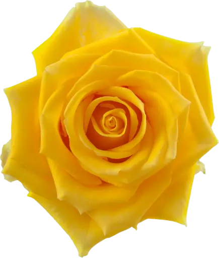 40cm Roses Yellow Light House 
