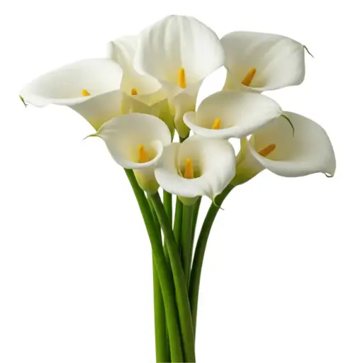 Mini Calla Lilies White 