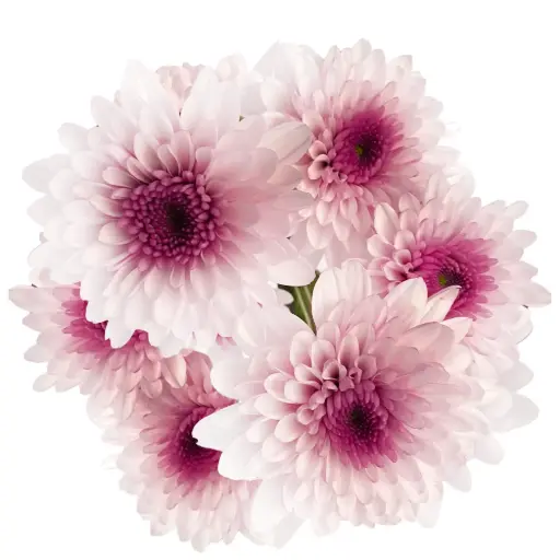 Chrysanthemum Virtue White/Pink 