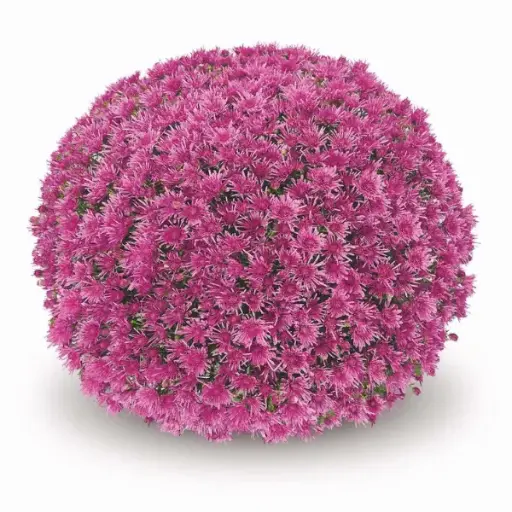 Chrysanthemums Lilac Kans Novelty
