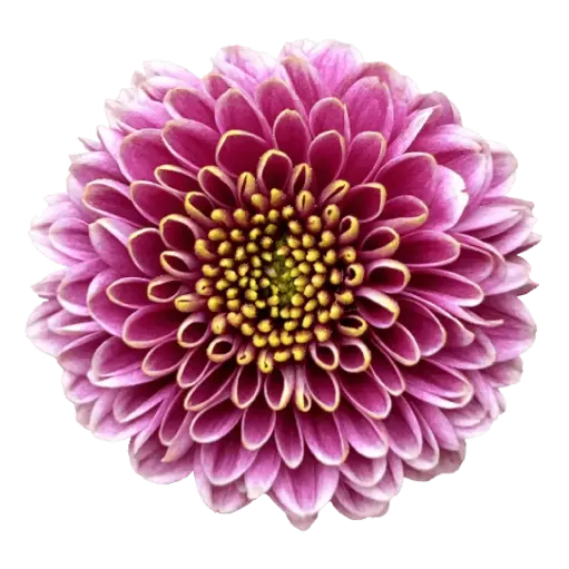 Buttons Purple Okada