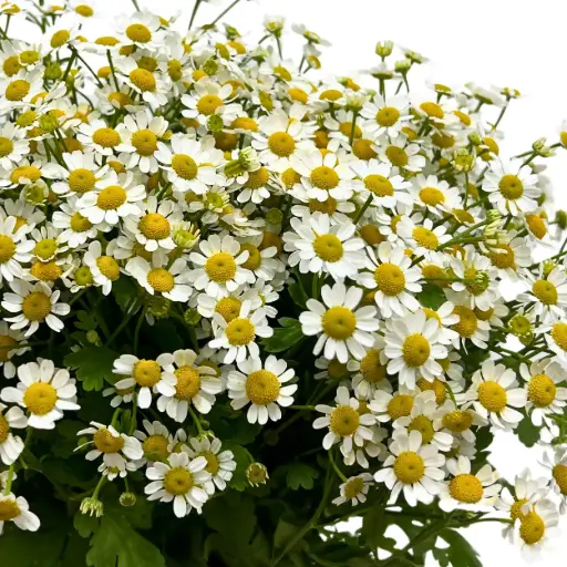 Chamomile Daisy