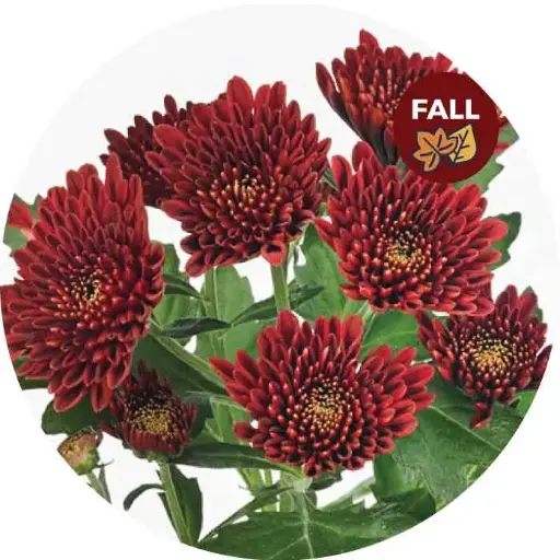 Chrysanthemum Red Rioja