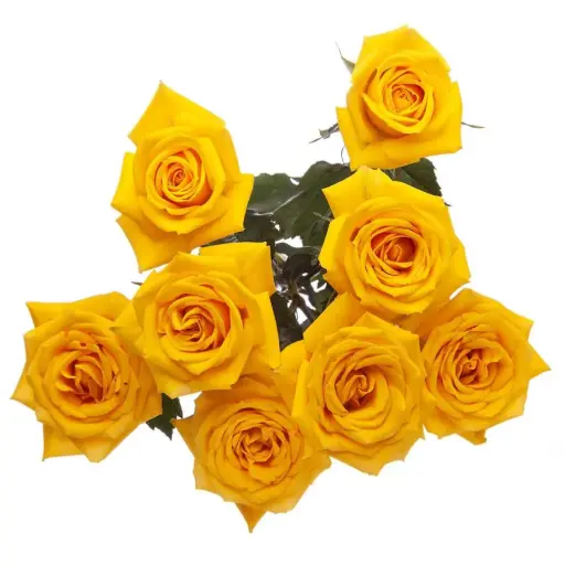 Spray Roses Yellow Mariah