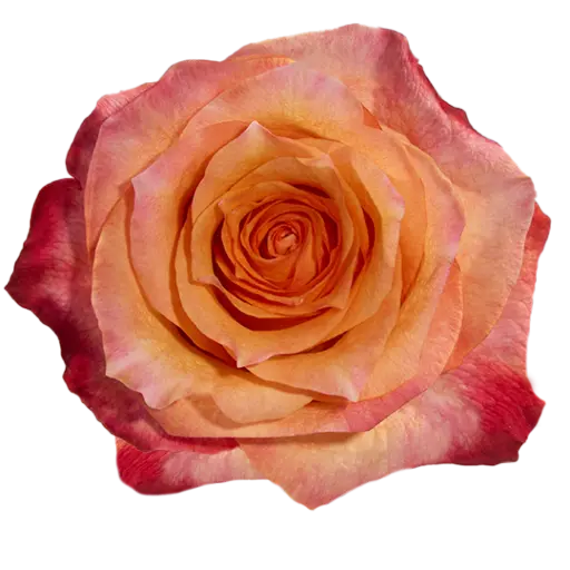 40cm Roses Variegated Peachy Orange Twilight 
