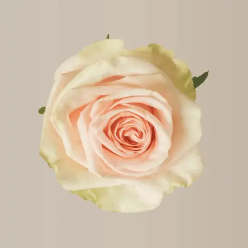 60cm Roses Blush Pink Salma