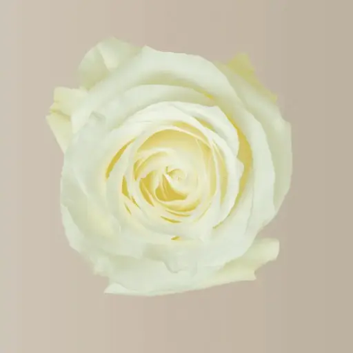 40cm Roses White Proud