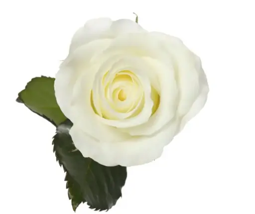 M26 40cm Roses White Akito