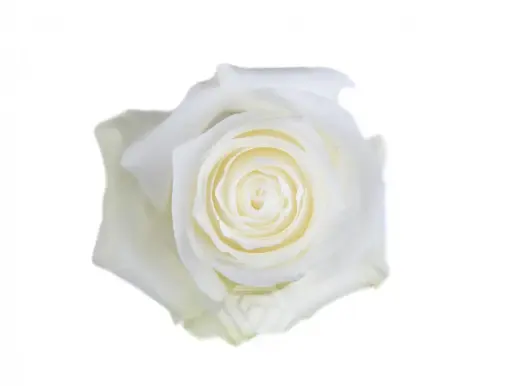 V26 40cm Roses White Proud 