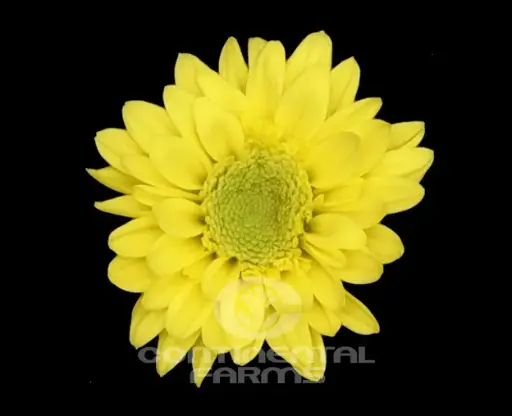  Chrysanthemums Novelty Yellow Lennox