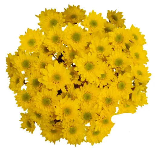 Daisies Yellow Lennox Novelty