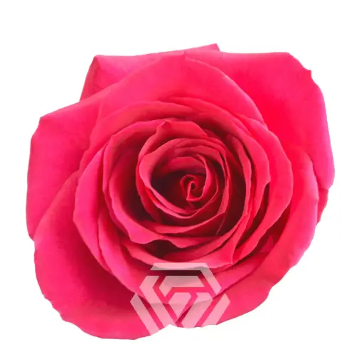 50cm Roses Hot Pink Queenberry 