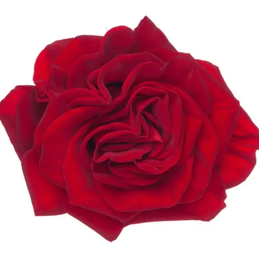 40cm Roses Red Hearts 