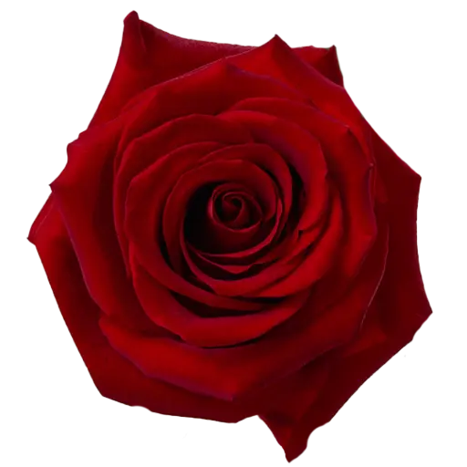 40cm Roses Red Fortune 