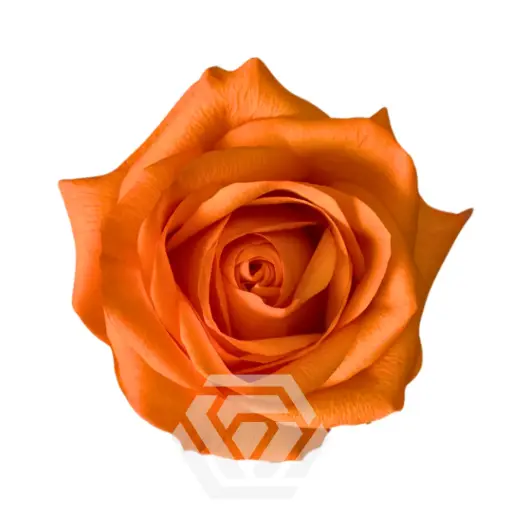 40cm Roses Orange Joy 