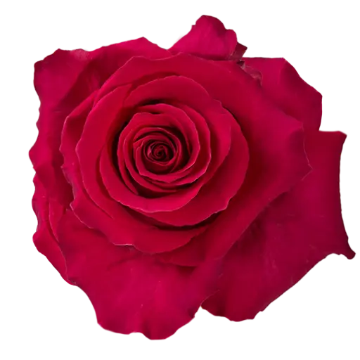 50cm Roses Hot Pink Gotcha 