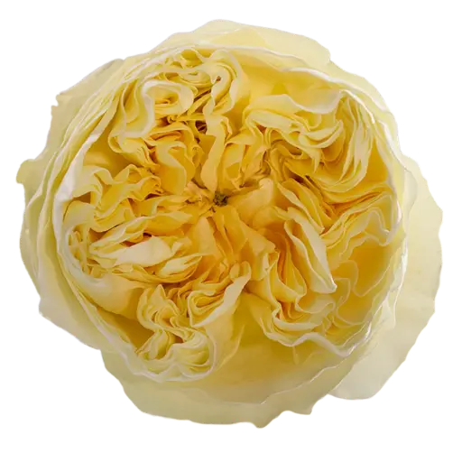 40cm Garden Roses Cream Antonia Gardens 