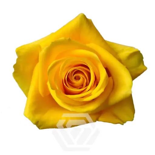 50cm Roses Yellow Bumble Bee