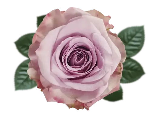 40cm Roses Light Lilac Star Platinum 