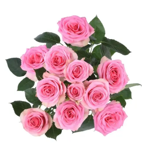 Spray Roses Medium Pink BonBon