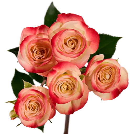 Spray Roses Bi-Color Cream/Pink Jewel