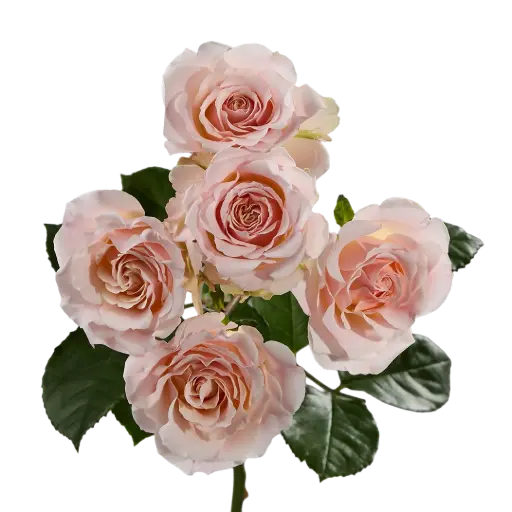 Spray Roses Light Pink Wedding Sensation