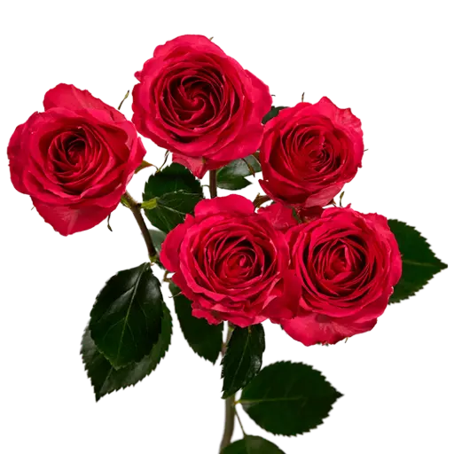 Spray Roses Hot Pink Bellalinda Cerise  