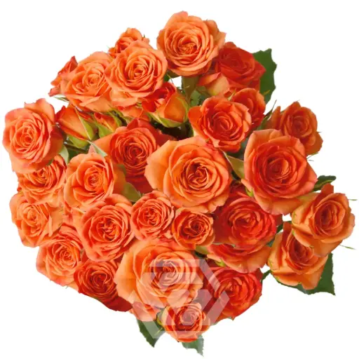 Spray Roses Orange Saona 