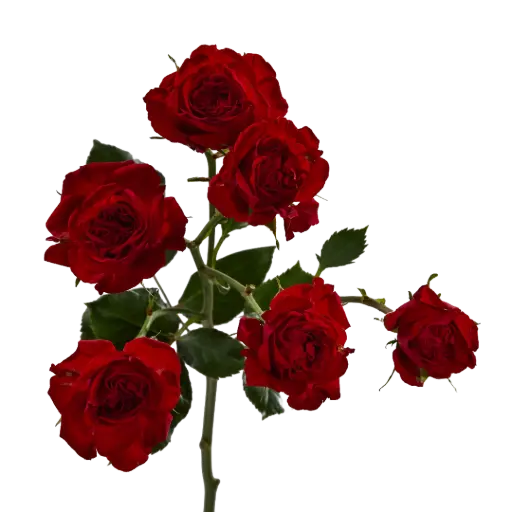 Spray Roses Bright Red Jewel 