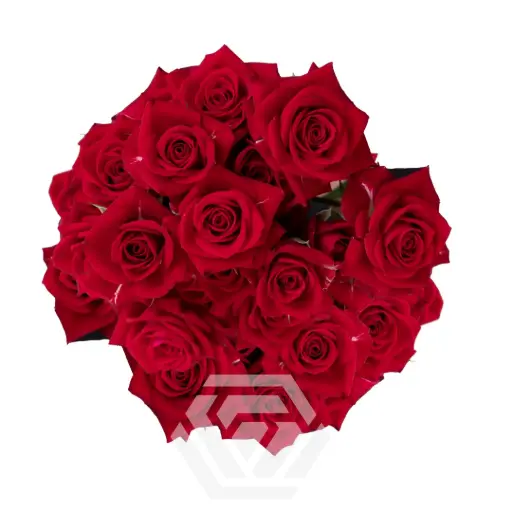 Spray Roses Red Aries 