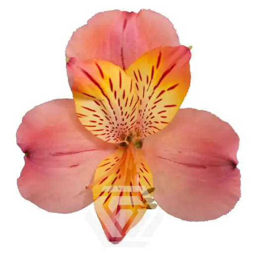 Alstromeria Peach Libya 